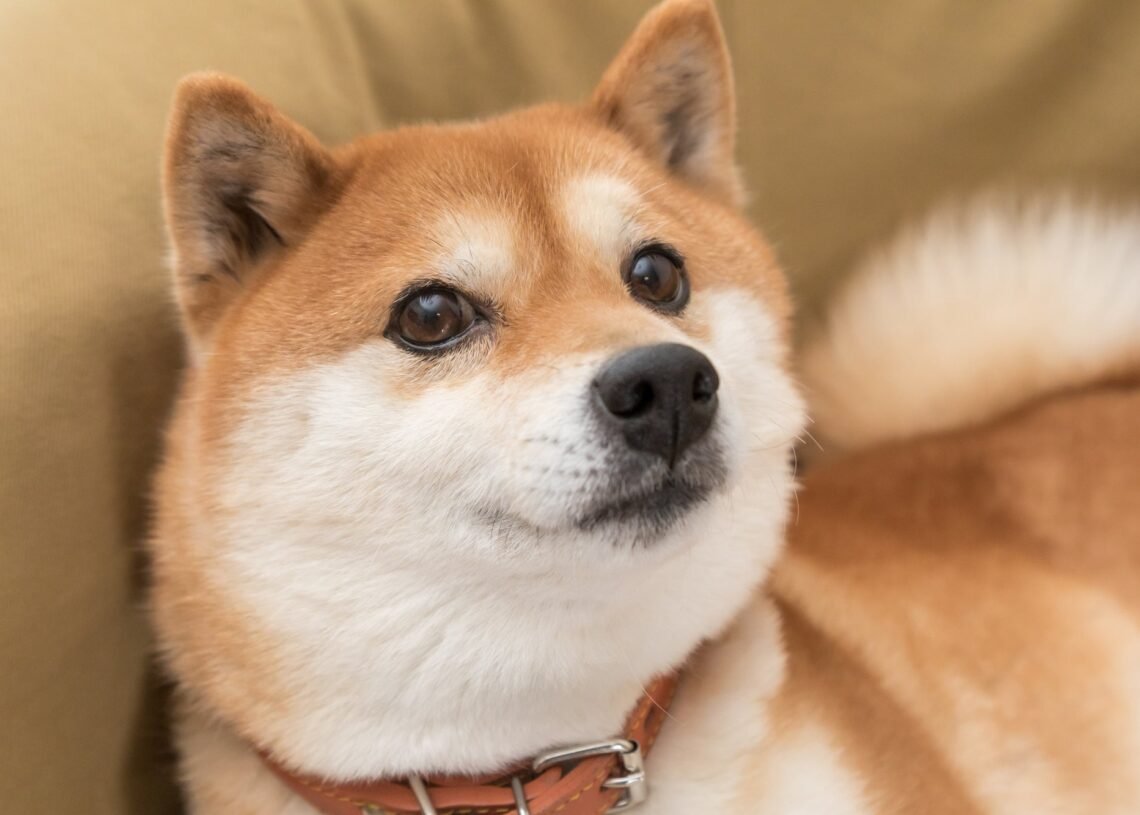 Security Breach at WazirX Sends Shiba Inu's SHIB Down by 10%